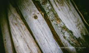 naturalspoon_wood_driftwood