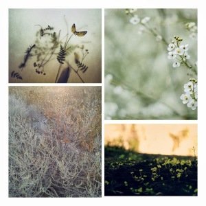 Tiny Nature 003